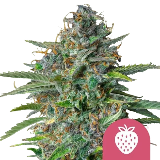Strawberry Cough | PHOTOFEM | Royal Queen Seeds