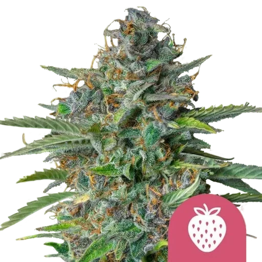Strawberry Cough
