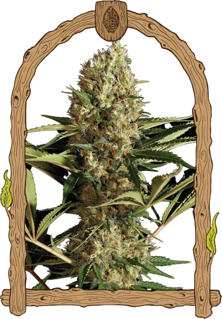 Strawberry Cube Auto | AUTOFEM | Exotic Seed