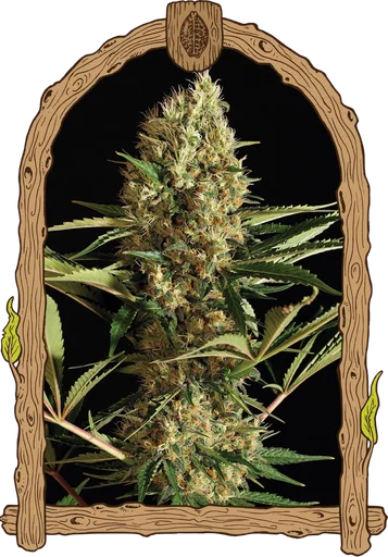 Strawberry Cube Auto