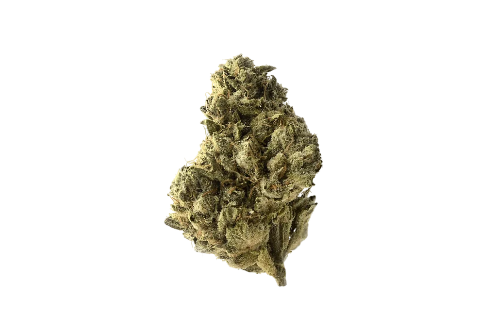 Strawberry Glue | PHOTOFEM | Amsterdam Genetics
