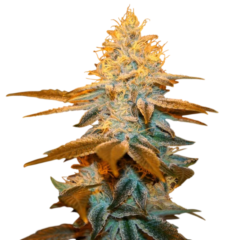 Strawberry Glue | PHOTOFEM | T.H. Seeds