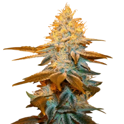 Strawberry Glue