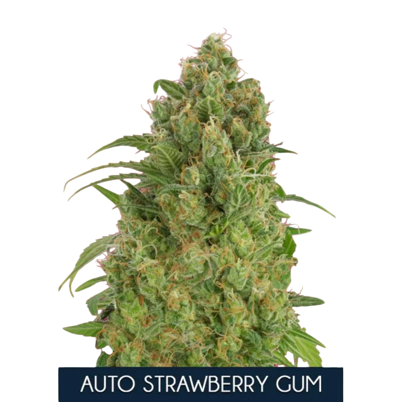 Strawberry Gum Auto | AUTOFEM | Advanced Seeds