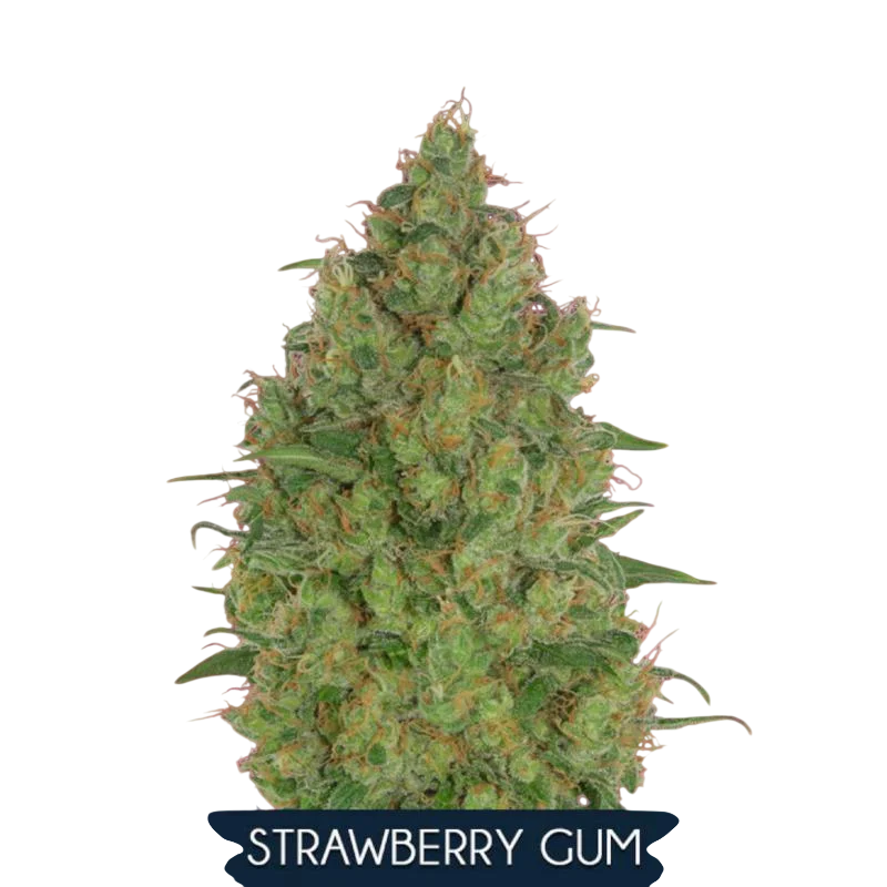 Strawberry Gum | PHOTOFEM | Advanced Seeds