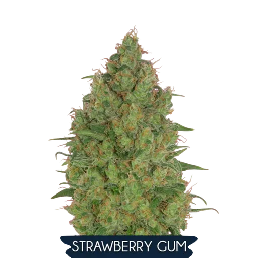 Strawberry Gum