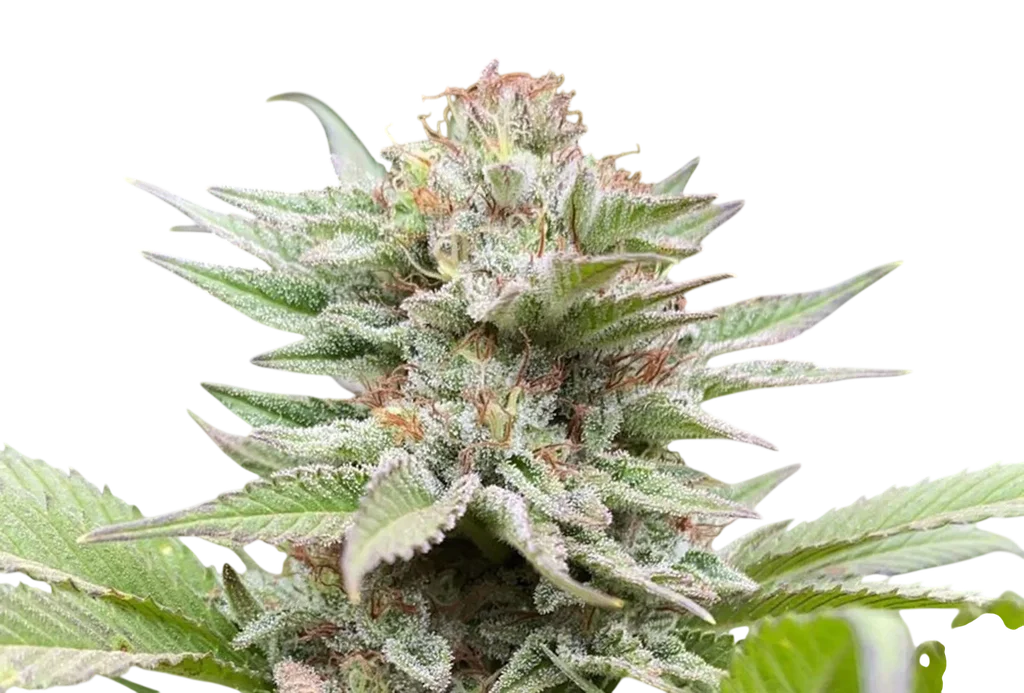 Strawberry Haze Auto | AUTOFEM | Kannabia Seeds