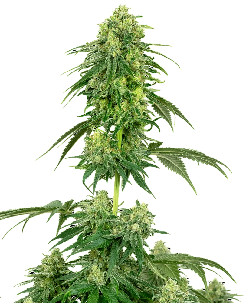 Strawberry Kush | PHOTOFEM | White Label Seed Company