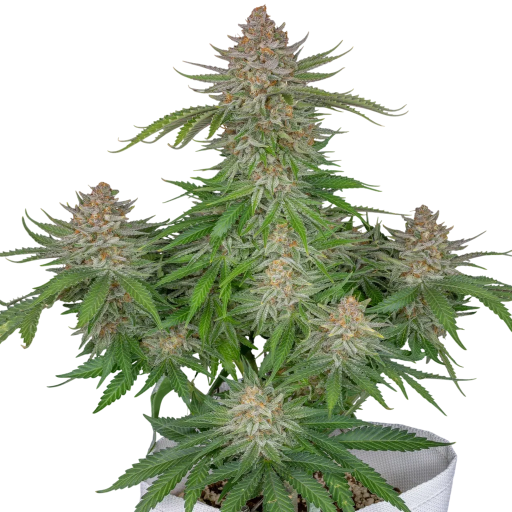 Strawberry Pie Auto | AUTOFEM | Fast Buds