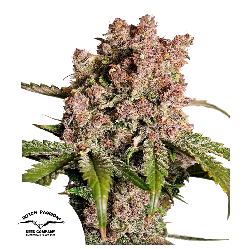 Strawberry Soda Auto | AUTOFEM | Dutch Passion