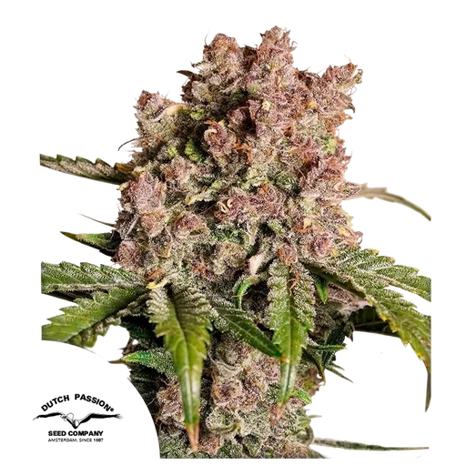 Strawberry Soda Auto