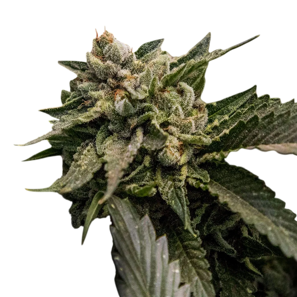 Strawberry Sorbet | PHOTOFEM | DNA Genetics