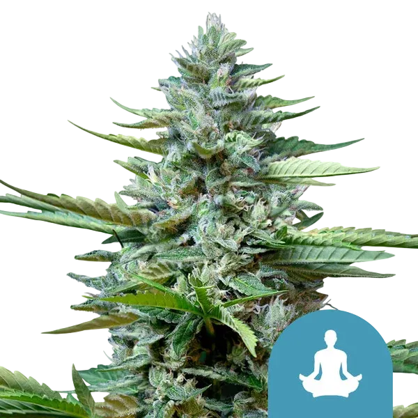 Stress Killer CBD Auto | AUTOFEM | Royal Queen Seeds