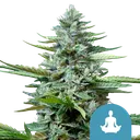 Stress Killer CBD Auto | AUTOFEM | Royal Queen Seeds