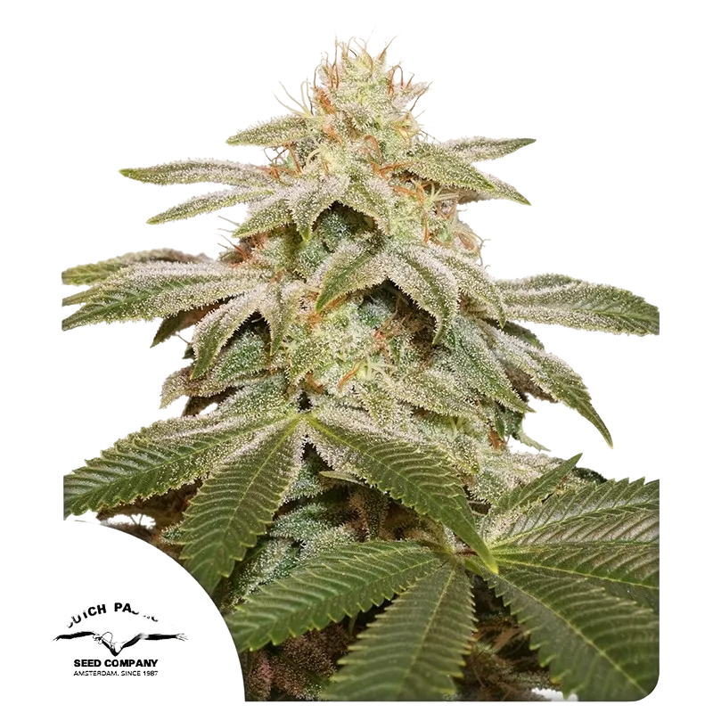 Sugar Bomb Punch | PHOTOFEM | Dutch Passion