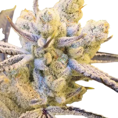 Sugar Cane | PHOTOFEM | In House Genetics