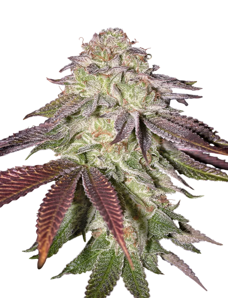 Sugarlato Auto | AUTOFEM | Greenhouse Seed Co.