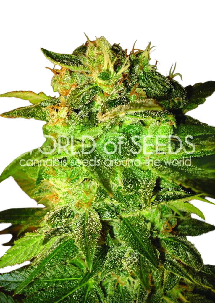 Sugar Mango Ryder Auto | AUTOFEM | World of Seeds