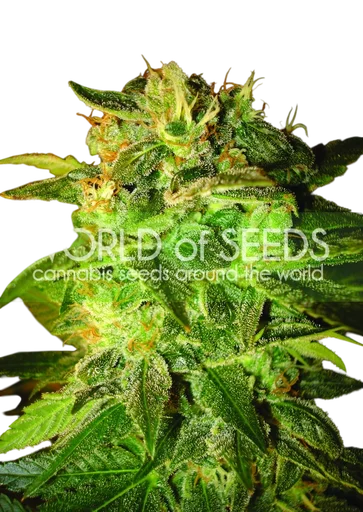Sugar Mango Ryder Auto