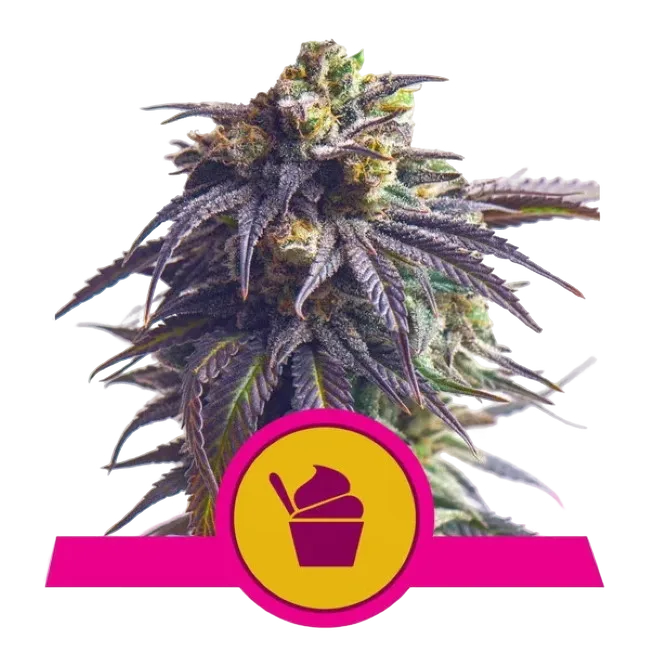 Sundae Driver | PHOTOFEM | Royal Queen Seeds