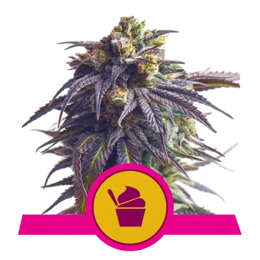 Sundae Driver