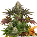 Biscotti | PHOTOFEM | Barneys Farm