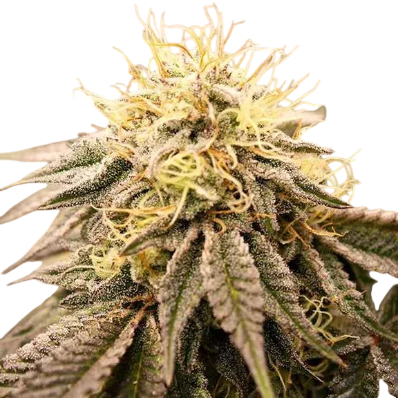 SundogZ | PHOTOFEM | Humboldt Seed Org.