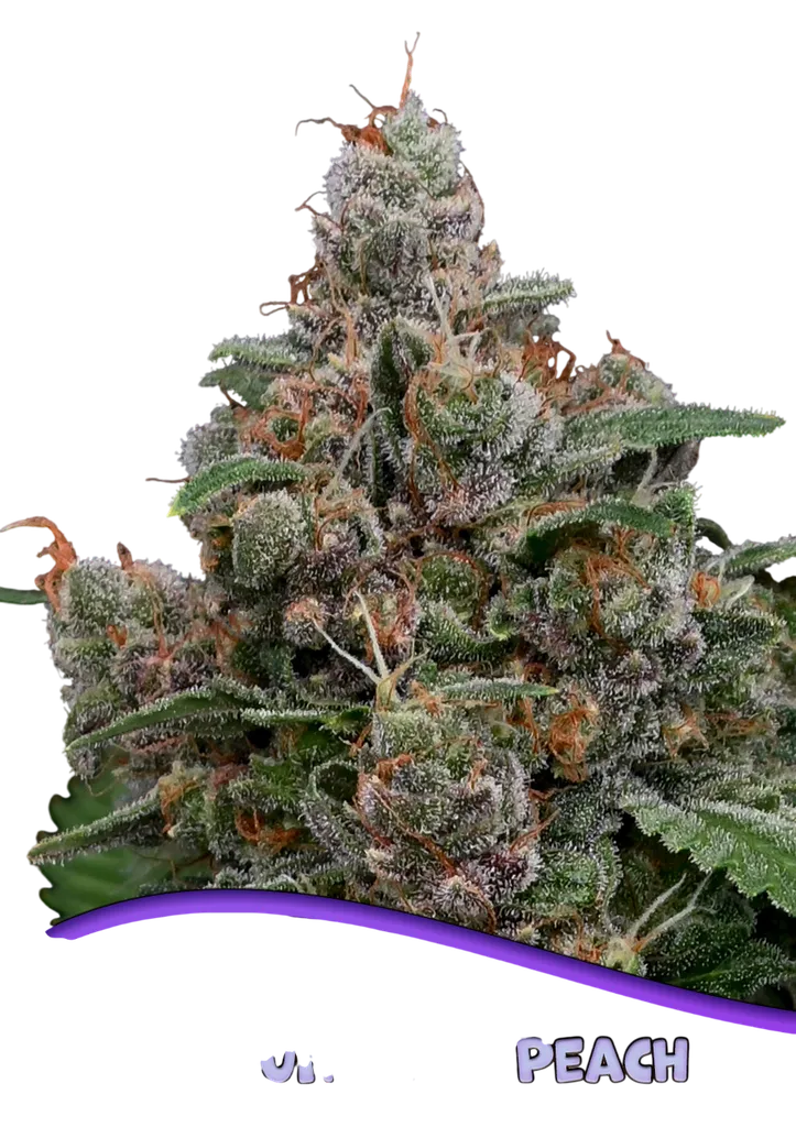 Sun of a Peach | PHOTOFEM | Anesia Seeds