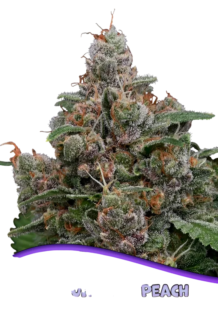 Sun of a Peach | PHOTOFEM | Anesia Seeds
