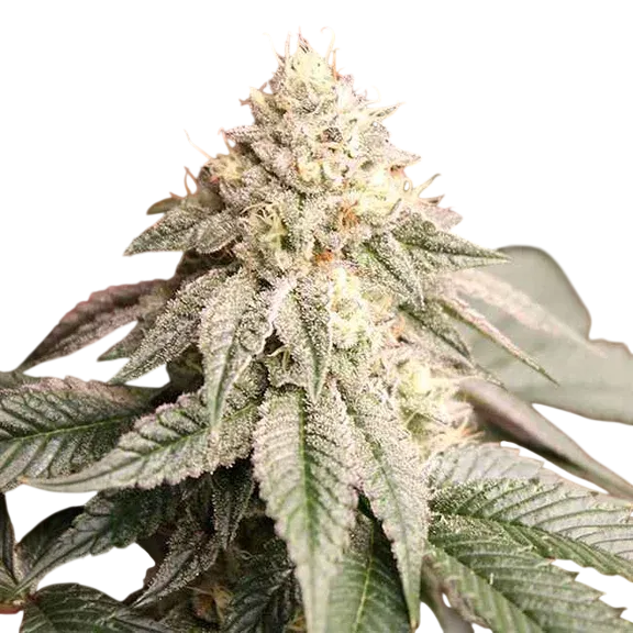 Sunset Bride | PHOTOFEM | Humboldt Seed Org.
