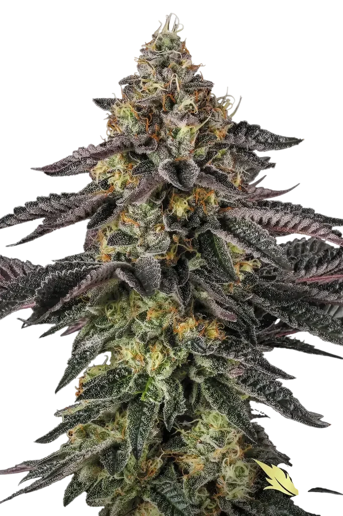 Sunset Paradise – Produktansicht