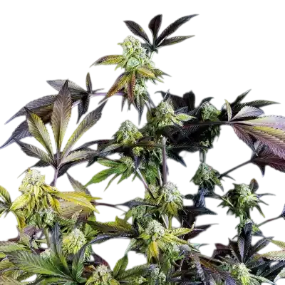 Sunset Sherbet