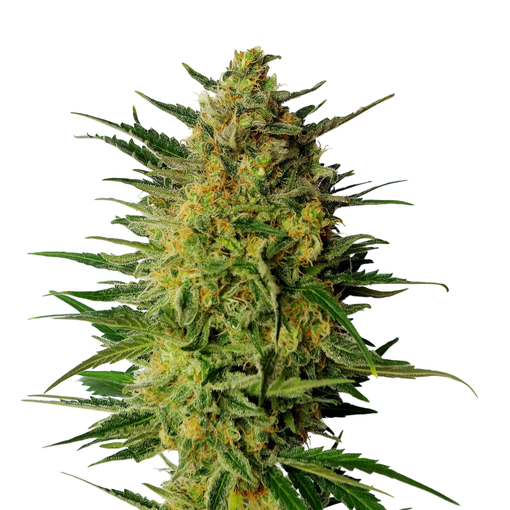 Super AK | PHOTOFEM | Kannabia Seeds