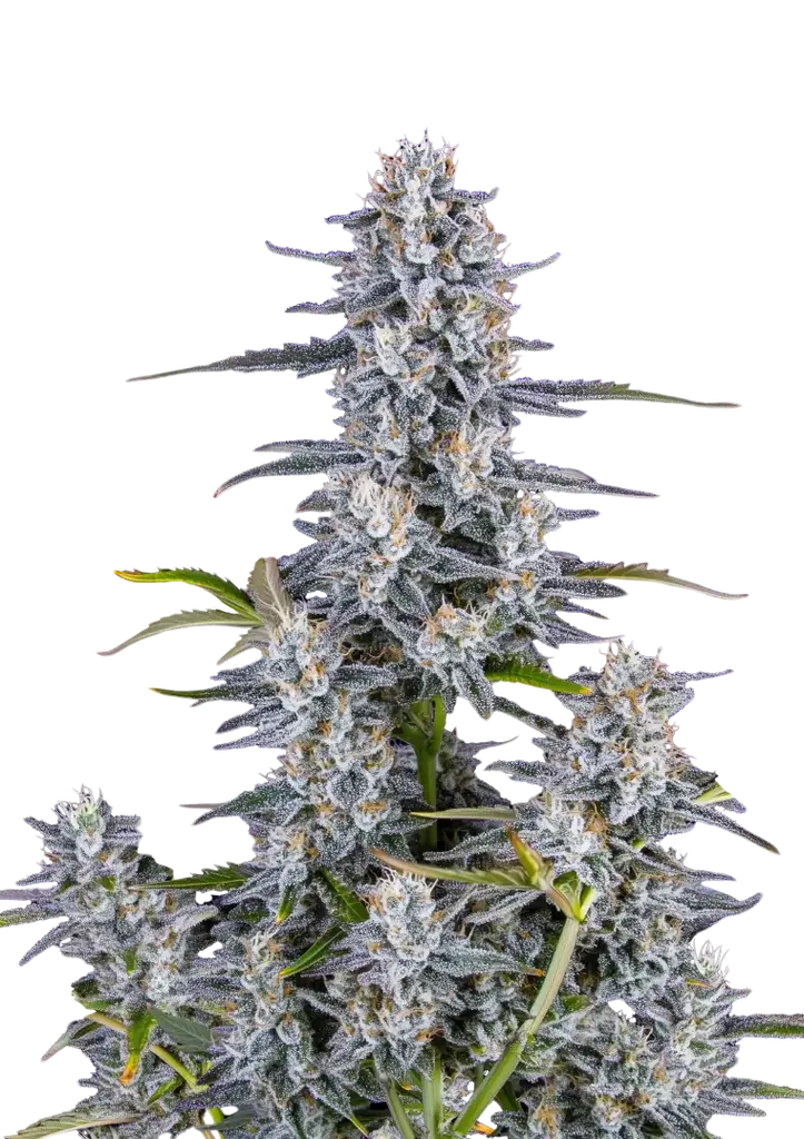 Super Boof Auto | AUTOFEM | Fast Buds