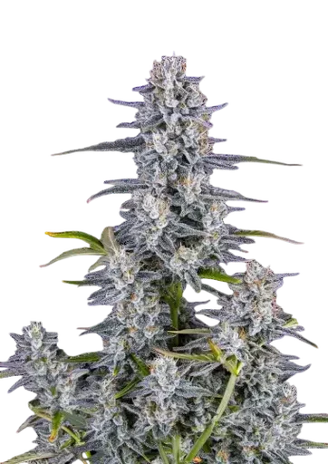 Super Boof Auto