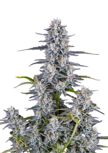 Super Boof Auto