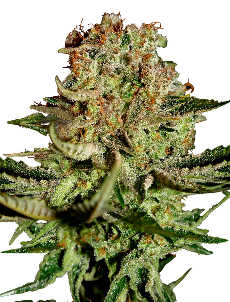 Super Bud | PHOTOFEM | Greenhouse Seed Co.