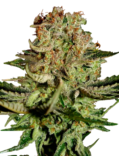 Super Bud