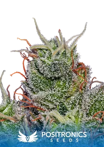 Supercheese