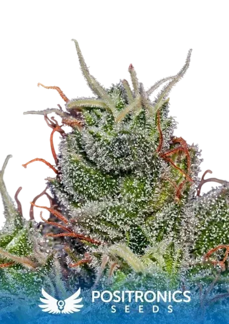 Super Cheese Express Auto | AUTOFEM | Positronic Seeds