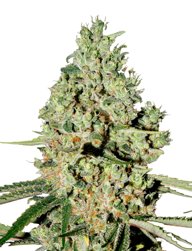 Super Critical | PHOTOFEM | Greenhouse Seed Co.