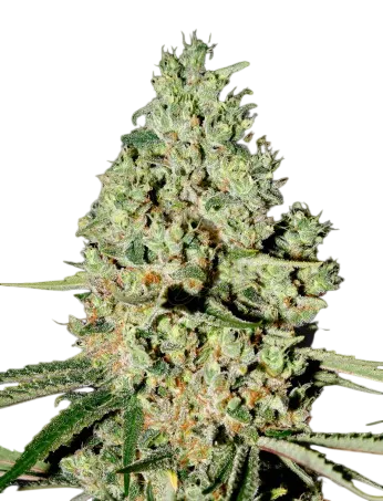 Super Critical | PHOTOFEM | Greenhouse Seed Co.