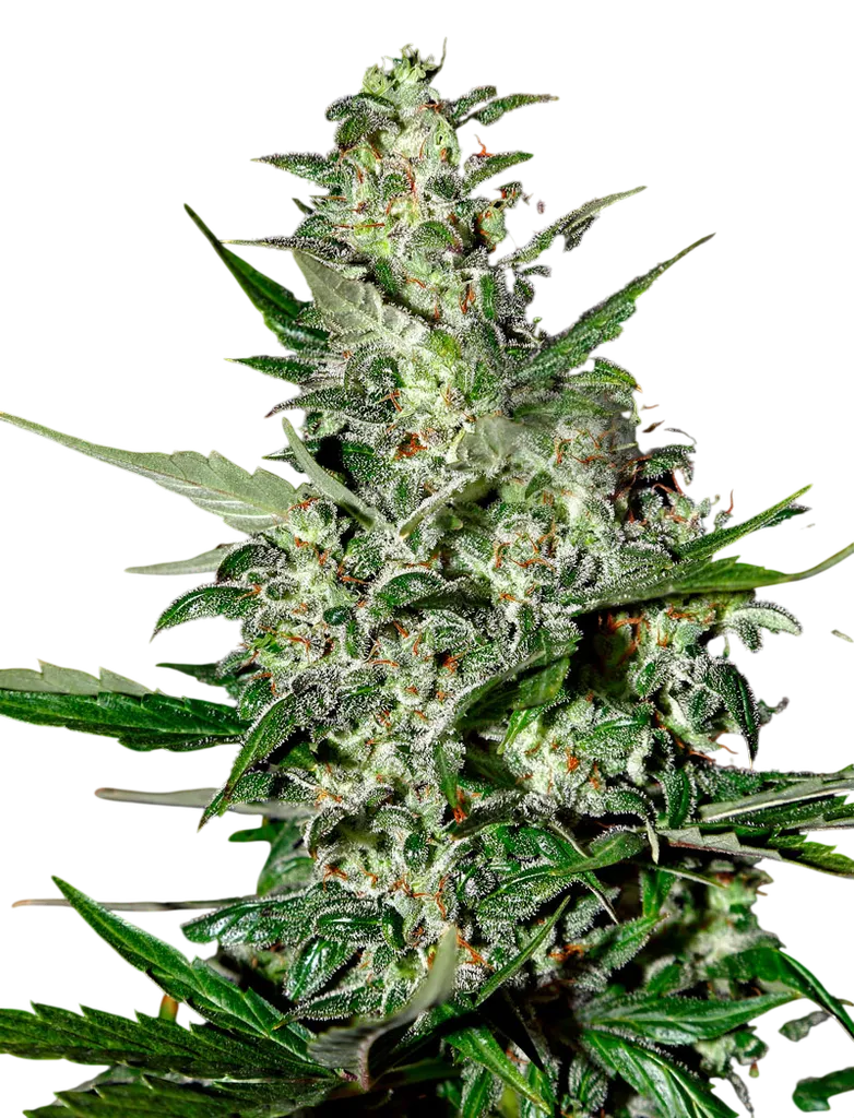 Super Critical Auto | AUTOFEM | Greenhouse Seed Co.