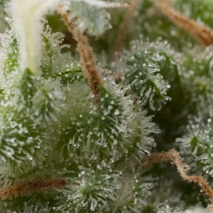 Super Hash Auto | AUTOFEM | Pyramid Seeds