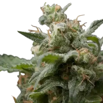 Super Hash | PHOTOFEM | Pyramid Seeds