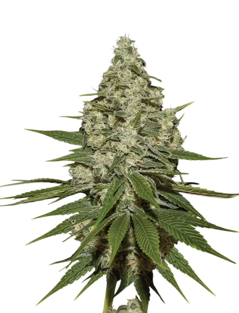 Super Lemon Haze | PHOTOFEM | Greenhouse Seed Co.
