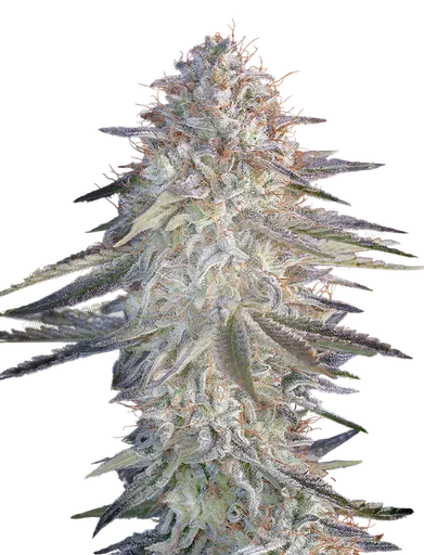 Super Lemon Haze x Pink Candy