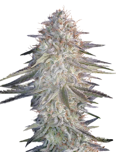 Super Lemon Haze x Pink Candy