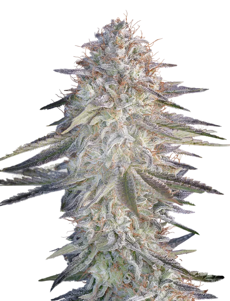 Super Lemon Haze x Pink Candy | PHOTOFEM | Greenhouse - Strain Hunters