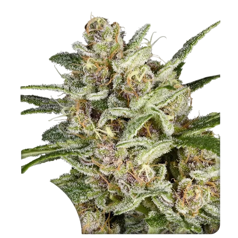 Super Mad Sky Floater | PHOTOFEM | Super Sativa Seed Club
